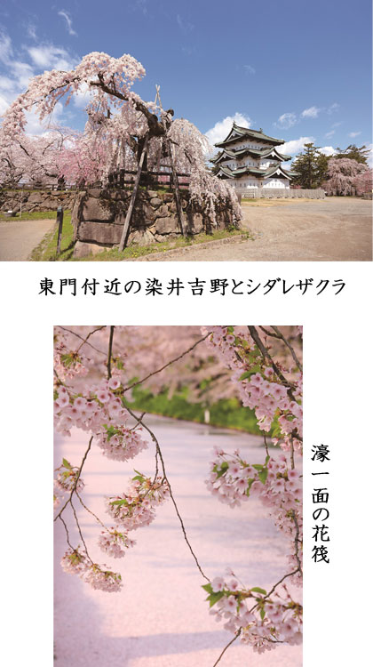 在庫一掃 日本の絶景ポストカード 春 元荒川の桜並木 埼玉 Pas Pol Paspol パスポル グリーティング 桜 メッセージカード Jpc Sakcc Ca